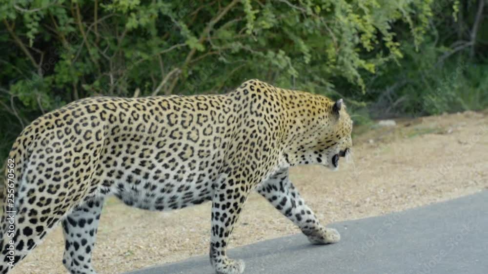 Slow Motion Close Up Leopard Walking In African Outback Slow Motion Close Up Leopard Walking In African Outback