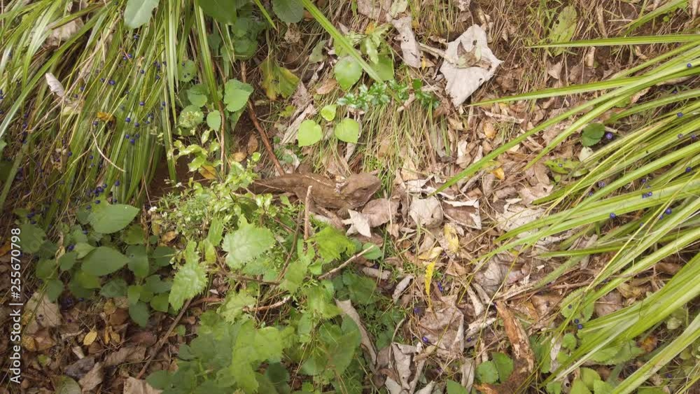 New Zealand Tuatara camouflages in leaves, endangered native animal 4k New Zealand Tuatara camouflages in leaves, endangered native animal 4k
