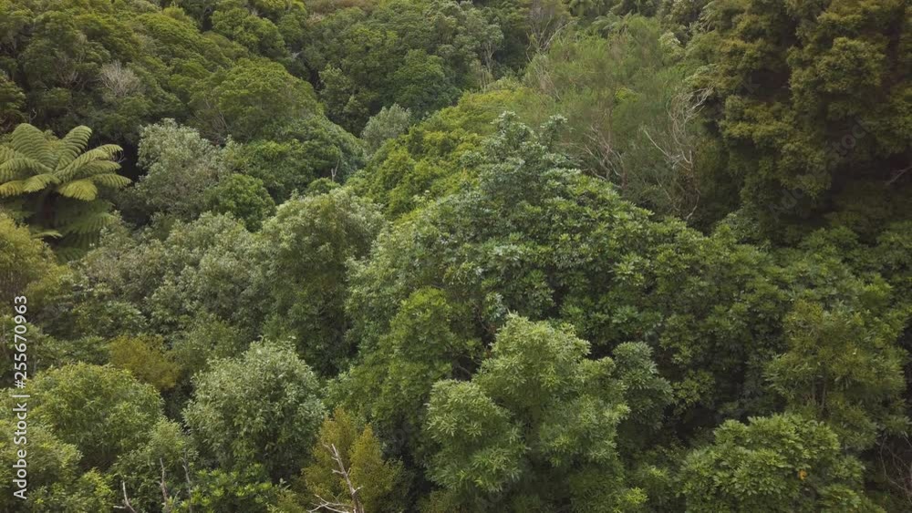 Wind through treetop canopy of New Zealand forest, 4k Wind through treetop canopy of New Zealand forest, 4k