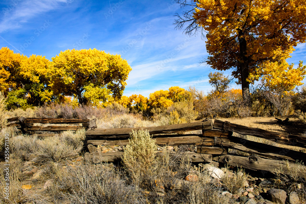 Fototapeta premium Fall cottonwoods