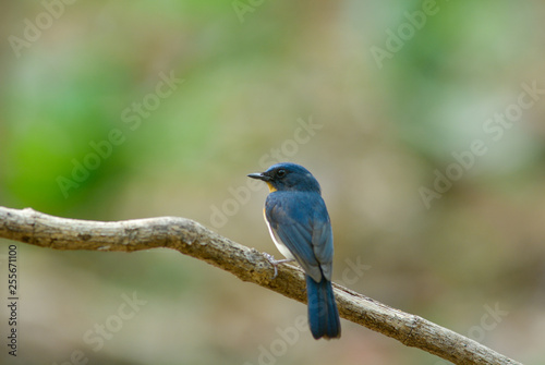 Blue-throated Flycatcher, Beautiful bird in Thailand. male.