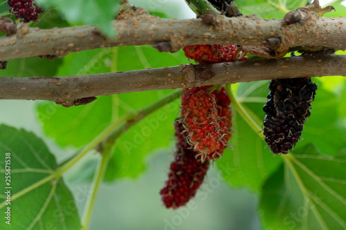 Mulberry fruit, red black under the shade of green leaves in garden. © thongchainak