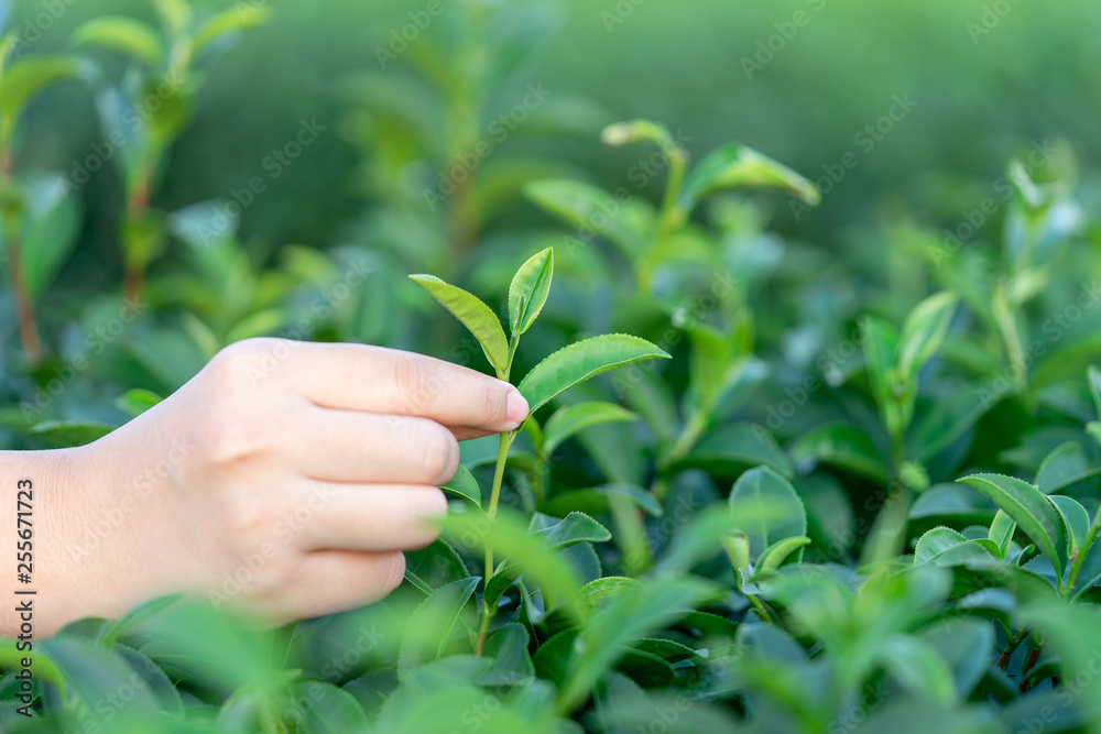 Asian woman hand picking up the tea leaves from the tea plantation, the new shoots are soft shoots. Water is a healthy food and drink. as background Healthcare concept with copy space. Asian woman hand picking up the tea leaves from the tea plantation, the new shoots are soft shoots. Water is a healthy food and drink. as background Healthcare concept with copy space.