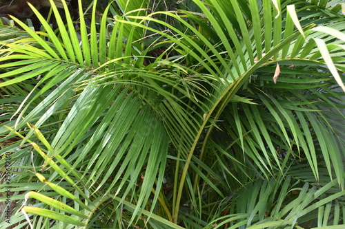 Close up de palmas verdes