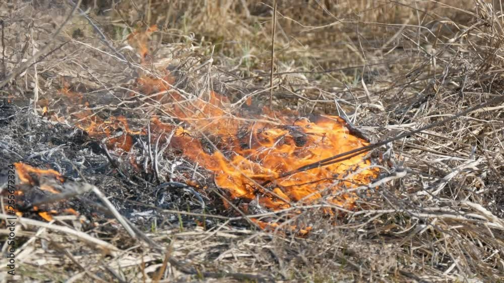 View of the terrible dangerous wild fire in the daytime in the field. Burning dry straw grass. A large area of nature is in flames. View of the terrible dangerous wild fire in the daytime in the field. Burning dry straw grass. A large area of nature is in flames.