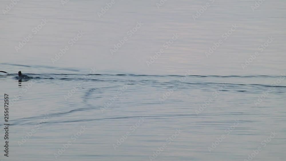 ducks in lake ducks in lake
