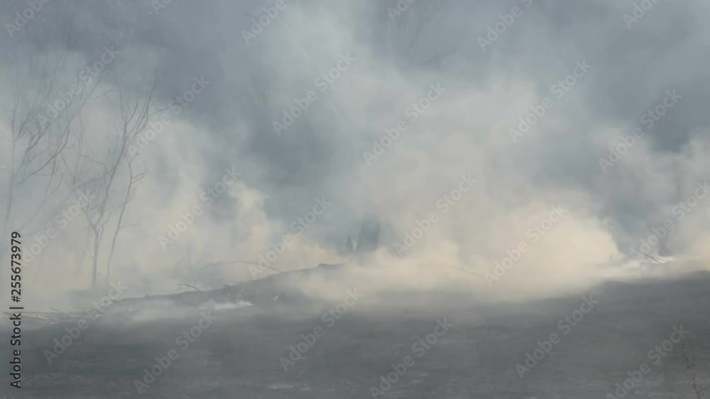 Forest after the fire in the daytime. Thick smoke after a wildfire over a large area of nature. Trees in the smoke and burnt black grass Forest after the fire in the daytime. Thick smoke after a wildfire over a large area of nature. Trees in the smoke and burnt black grass