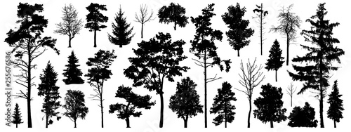 Tree silhouette vector. Isolated forest trees on white background