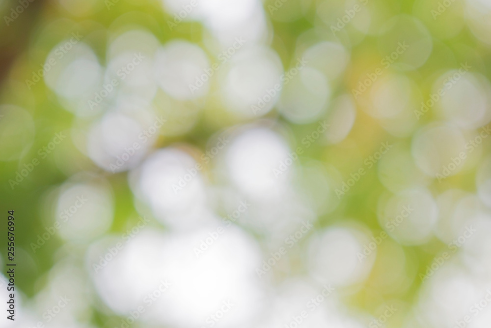 Obraz premium Natural green blur