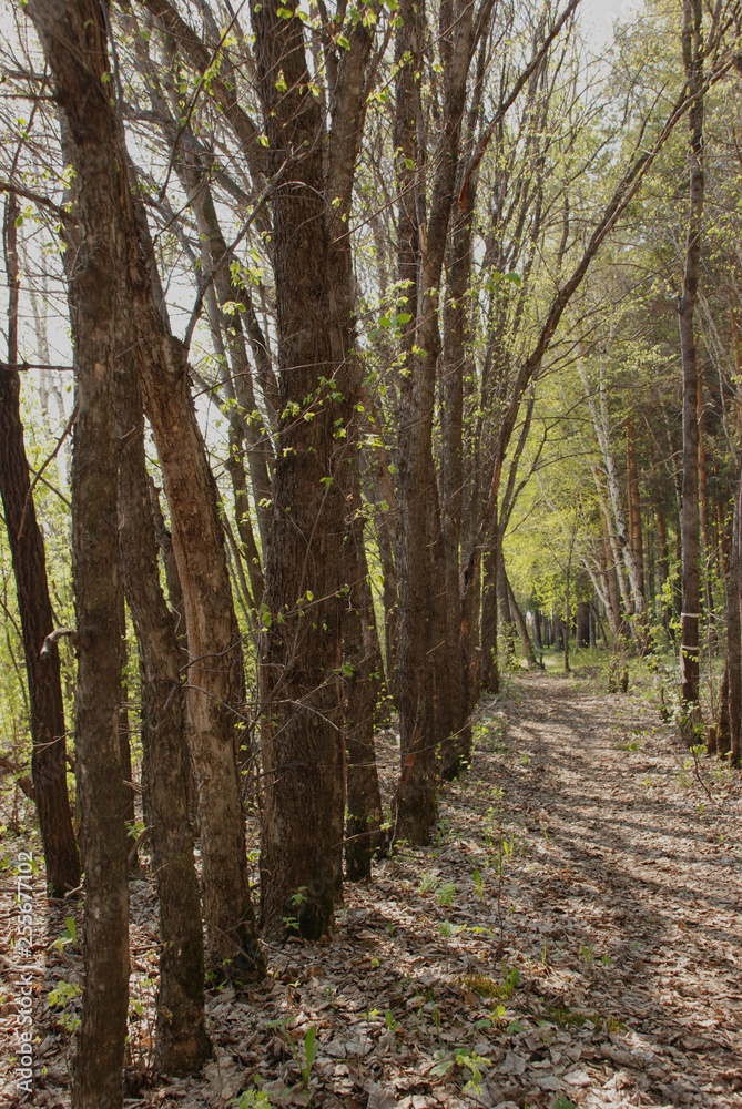 Spring trees in the young forest during the sunny day Spring trees in the young forest during the sunny day