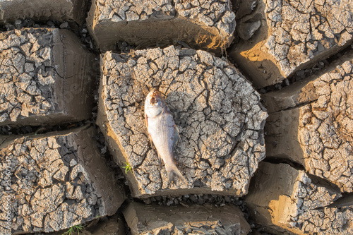 Obraz na plátne Died Fish in a dried up empty reservoir or dam due to a summer heatwave, low rai