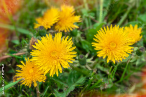 The first spring dandelions in natural conditions. Close-up