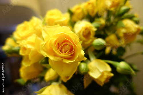 Fresh yellow roses bouquet flower background