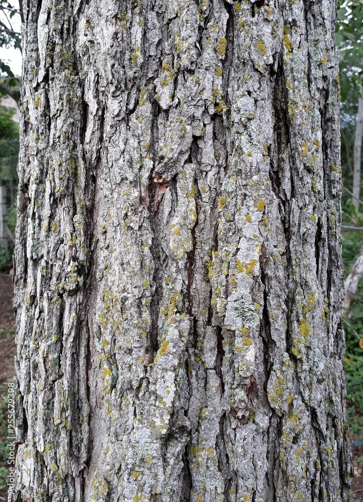 Obraz premium Árbol