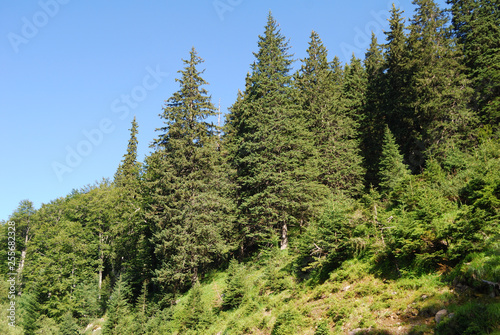 The vegetation in Berkovski Balkan