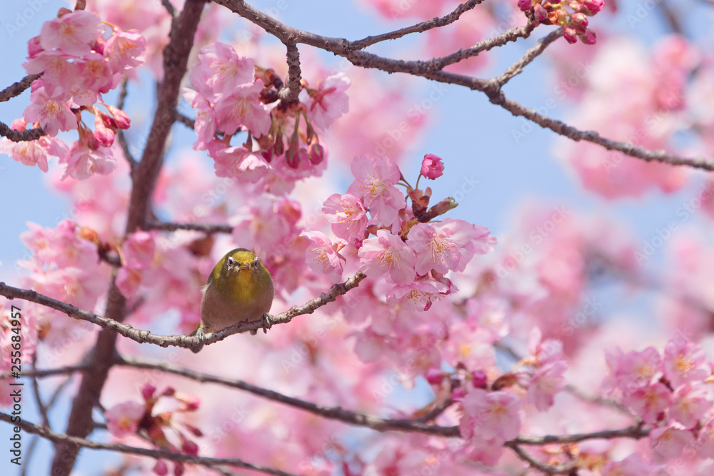 メジロと河津桜