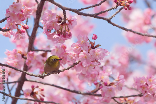 メジロと河津桜