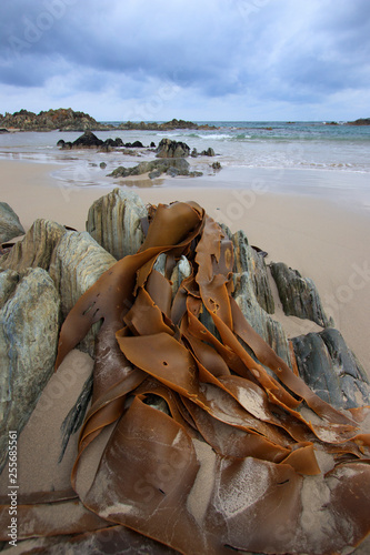 Kelp washed up on Tasmanian beach