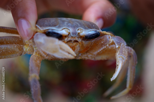Closeup view of crab being handheld by woman