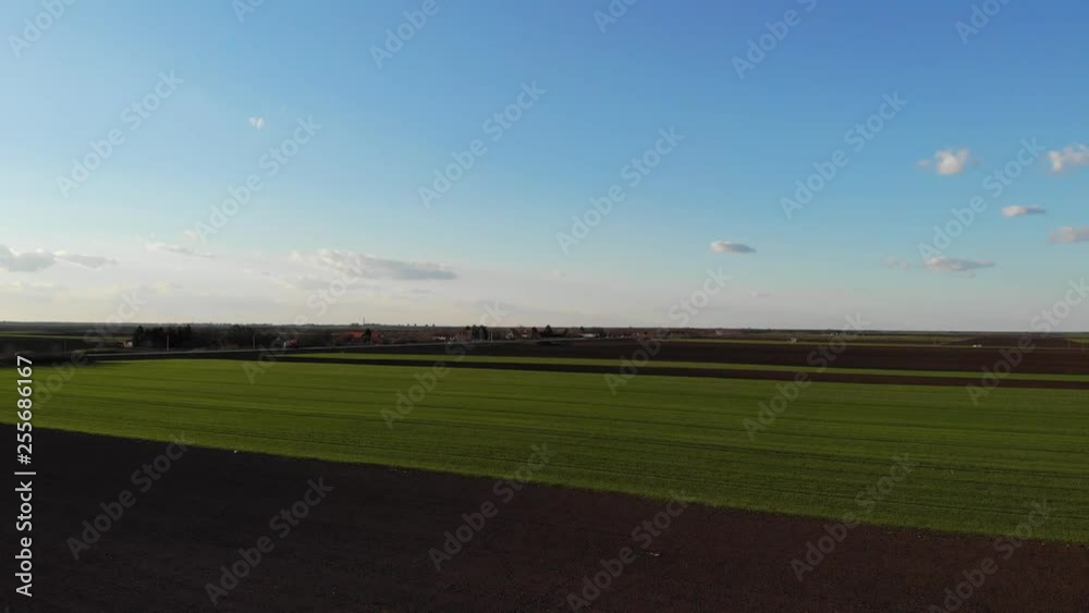 Young organic Green wheat windy field with clouds Aerial drone view 4K Young organic Green wheat windy field with clouds Aerial drone view 4K