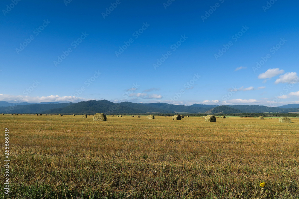 Haystacks on the agricultural field. Altai, Russia