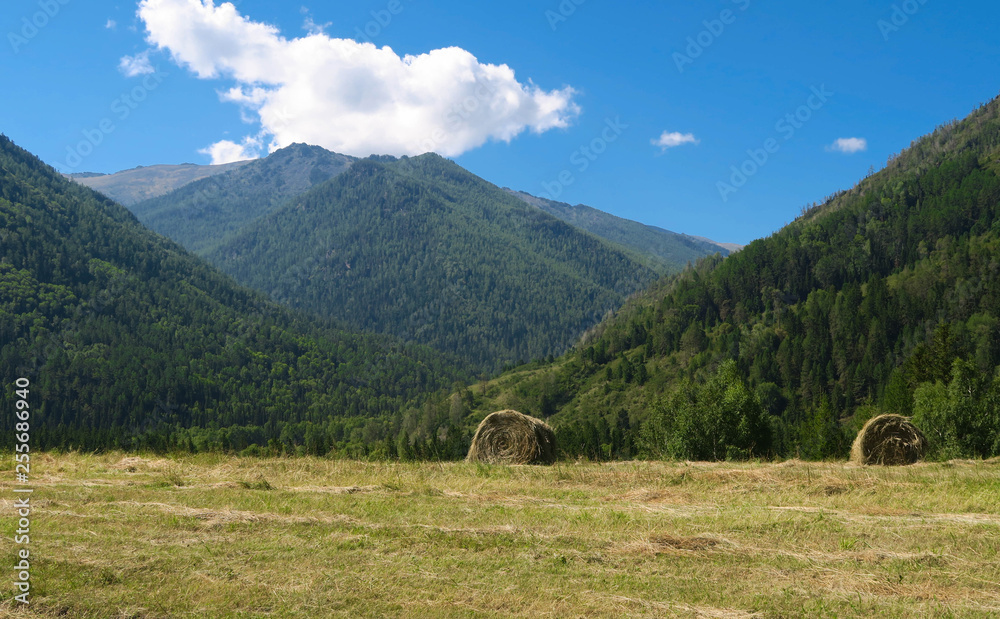 Haystacks on the agricultural field in the mountains. Altai, Russia