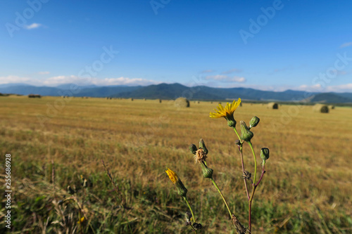 Agricultural field with haystacks. Dandelion flower. Altai, Russia
