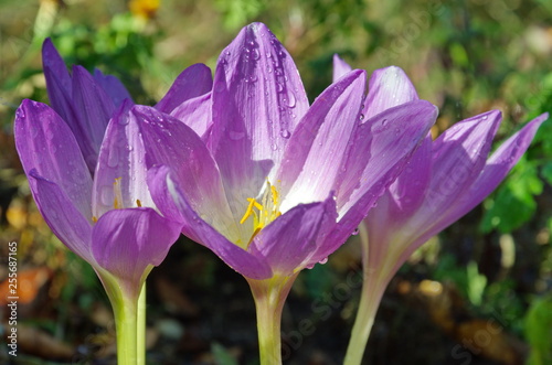 Blooming Colchicum flowers close-up