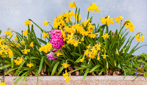 bright narcissus flowers