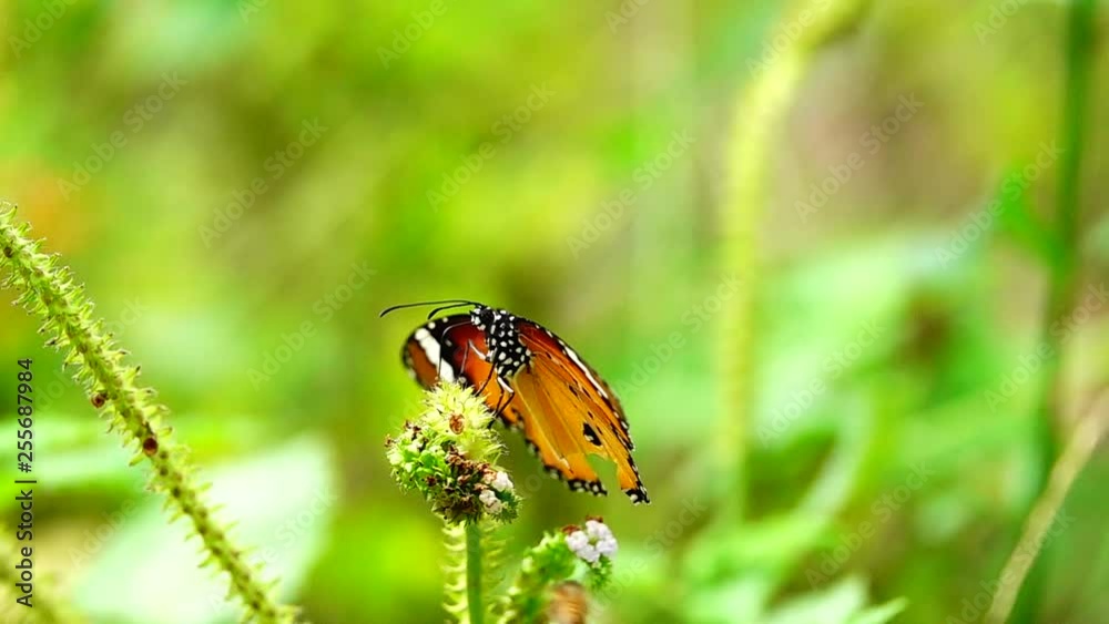 HD 1080p super slow Thai butterfly in pasture flowers Insect outdoor nature HD 1080p super slow Thai butterfly in pasture flowers Insect outdoor nature