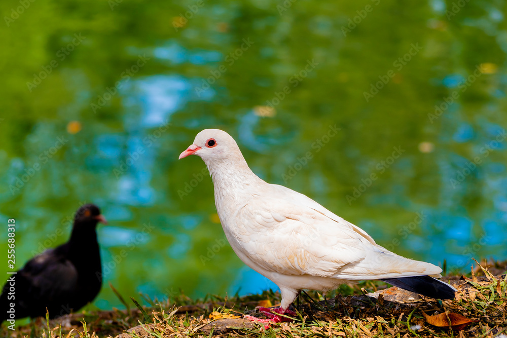 Obraz premium beautiful white pigeon near the river look at camera