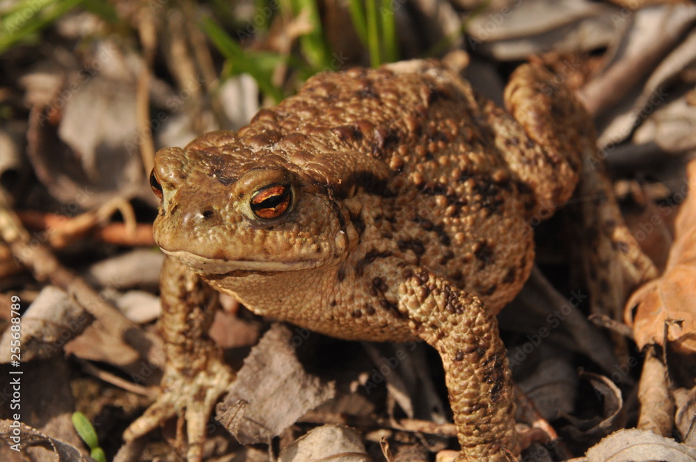 Toad. Amphibian during the spring awakening and mating Toad. Amphibian during the spring awakening and mating