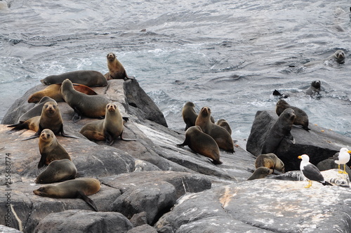 Seals on rocks  © Catherine