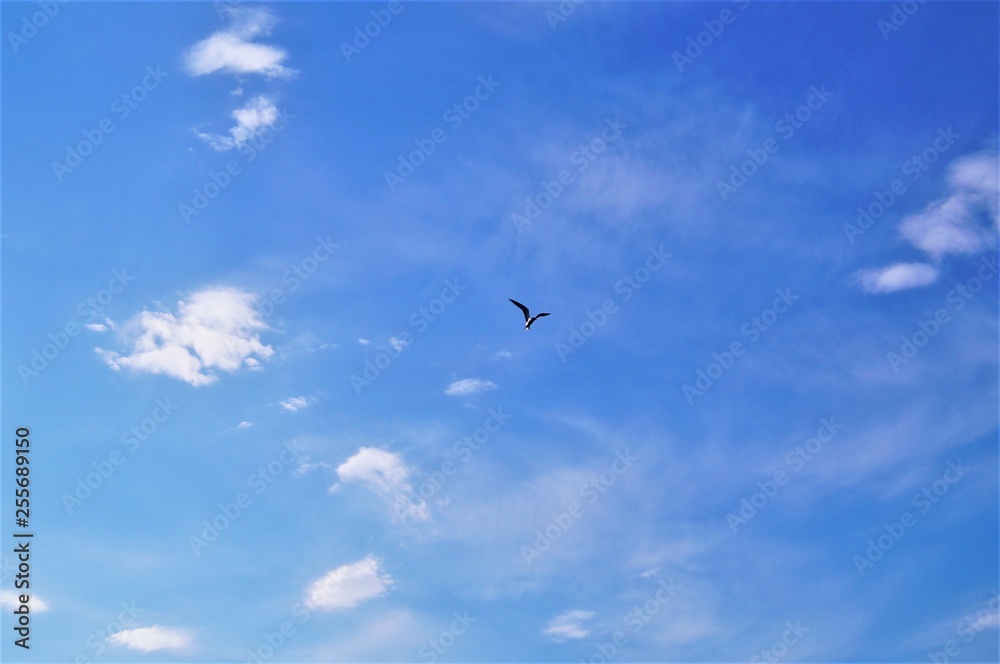 Птица в небе