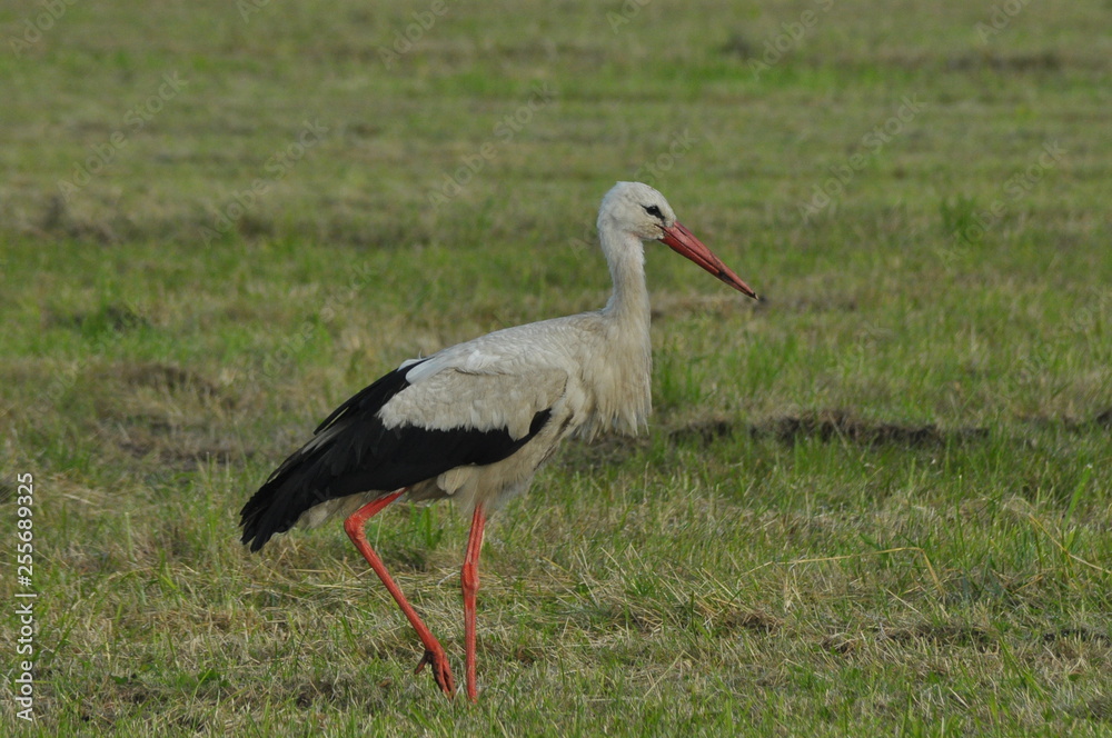 The white stork looking for food in the meadow. Long red legs and beak. Mowing the meadows.