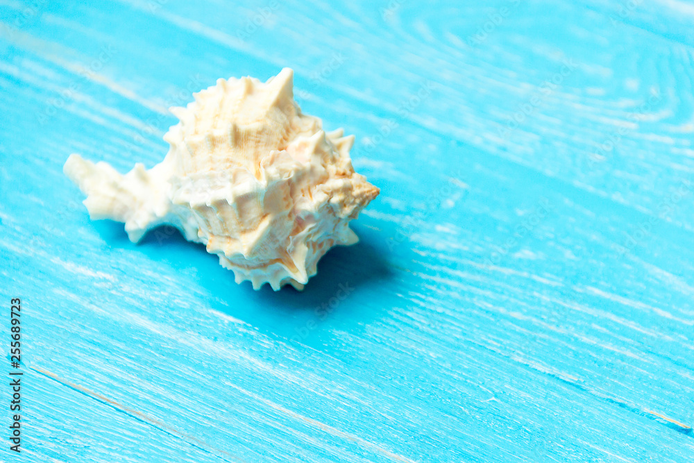 summer background seashell on blue wooden background. summer background seashell on blue wooden background.