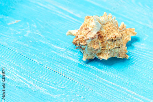 summer background seashell on blue wooden background.