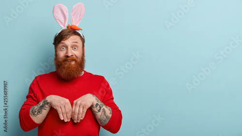 Funny bearded male model with giner hairstyle, mimics rabbit, keeps hands as paws over chest, wears ears and red clothes, comes on childrens festival, isolated over blue wall with free space. photo