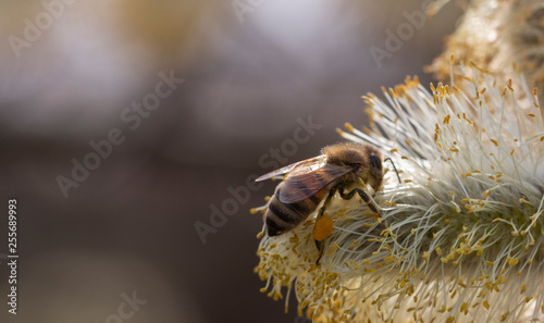 salix cinerea - grey willow