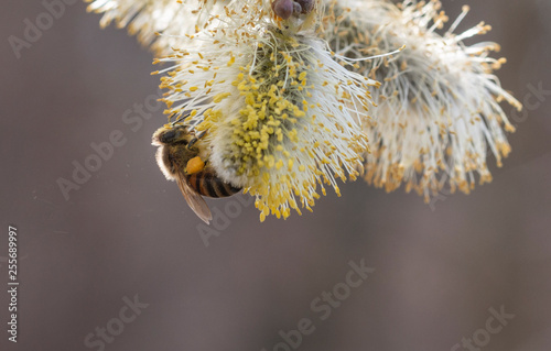 salix cinerea - grey willow