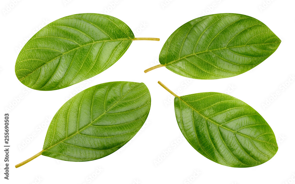 Fototapeta premium Nut leaves Clipping Path