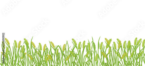 Cereal rye field banner background. Green agricultural plant grass. Barley vector illustration. Agricultural wheat or harvest. photo