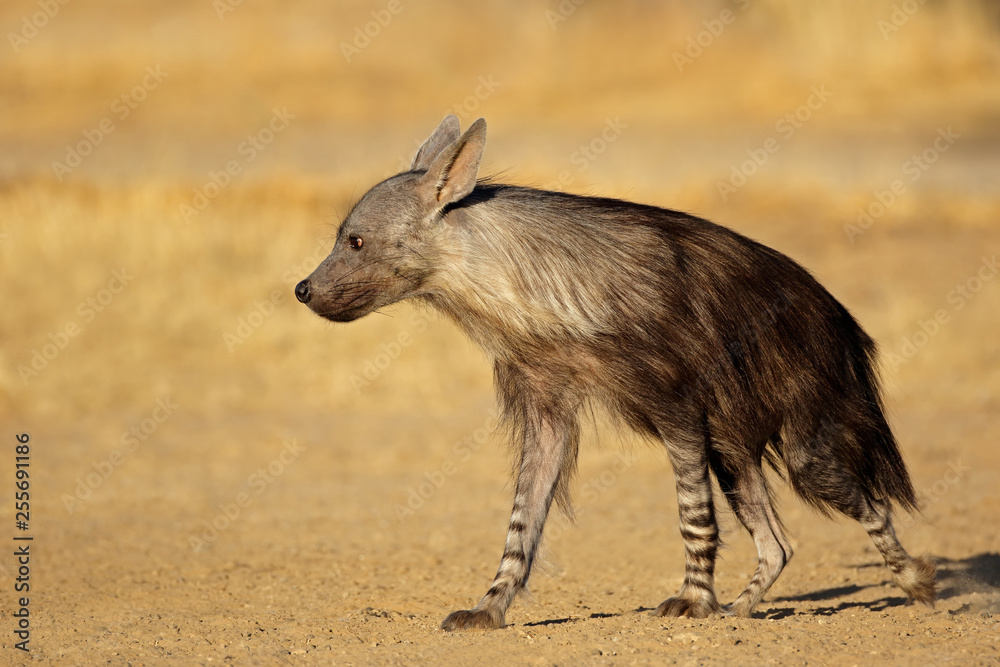An alert brown hyena (Hyaena brunnea), Kalahari desert, South Africa. An alert brown hyena (Hyaena brunnea), Kalahari desert, South Africa.