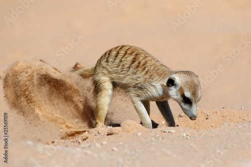 Foto A meerkat (Suricata suricatta) foraging actively in natural habitat, Kalahari desert, South Africa
