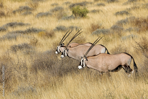 Gemsbok antelopes (Oryx gazella) in natural habitat, Kalahari desert, South Africa.