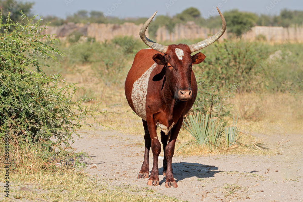 Sanga bull - indigenous cattle breed of northern Namibia, southern Africa. Sanga bull - indigenous cattle breed of northern Namibia, southern Africa.