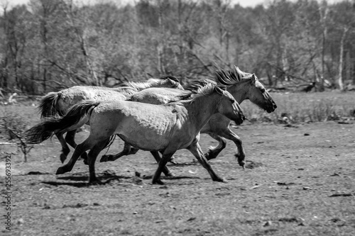 Wilde Horses