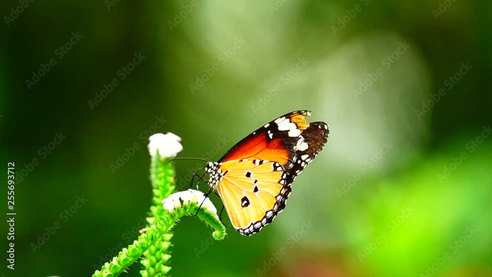 HD 1080p super slow Thai butterfly in pasture flowers Insect outdoor nature HD 1080p super slow Thai butterfly in pasture flowers Insect outdoor nature