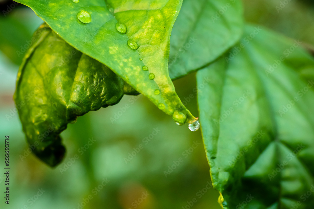 Dew Drops on Leaf Dew Drops on Leaf