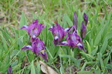 Small purple irises growing in lush juicy green grass. Spring blooming flowers Fleur-de-lis side view. Violet color irises with light blue stamens. Spring background. Beauty of nature backdrop